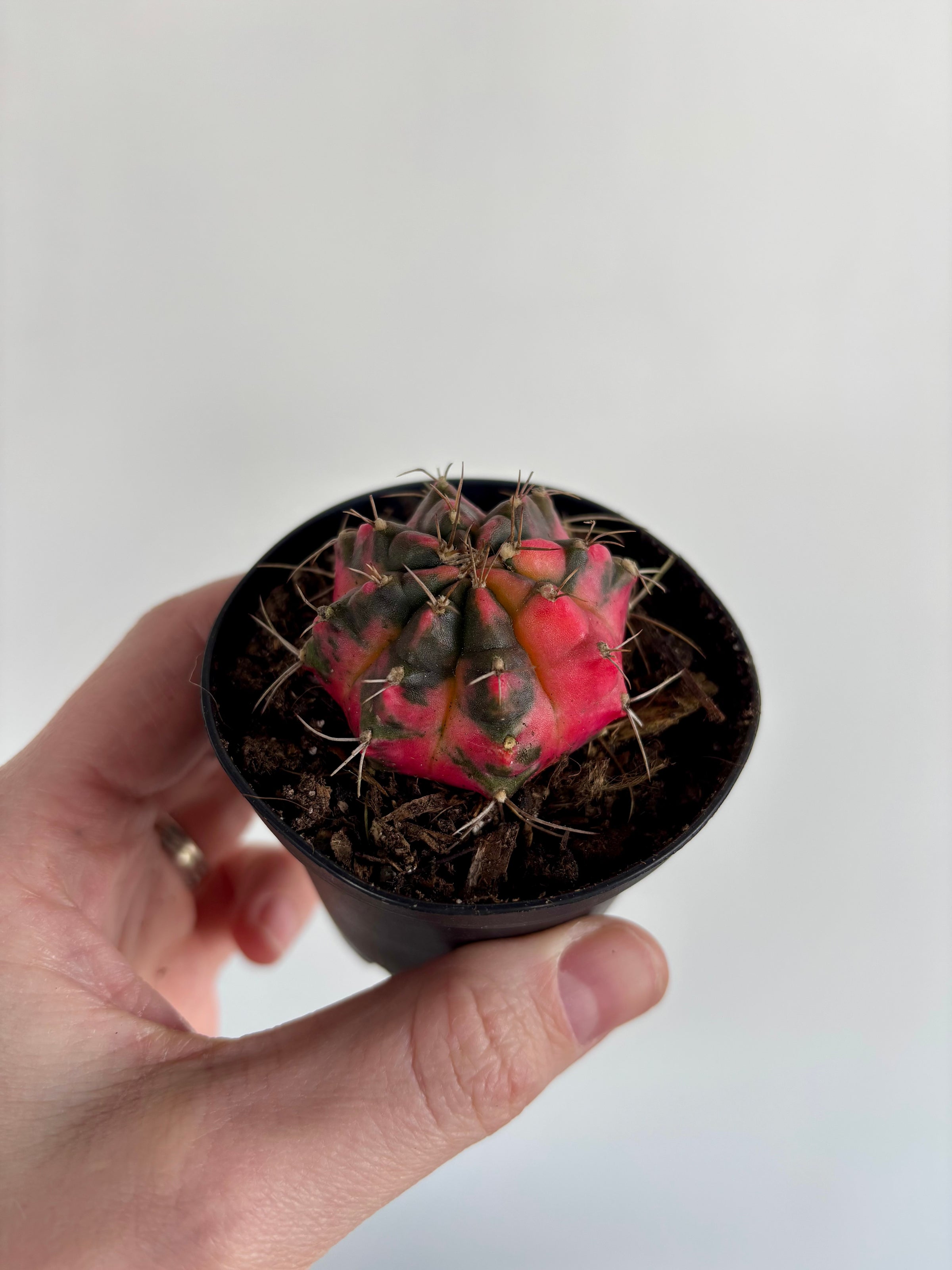 Gymnocalycium mihanovichii f. variegata - Variegated Moon Cactus | Rooted  Plant Co.
