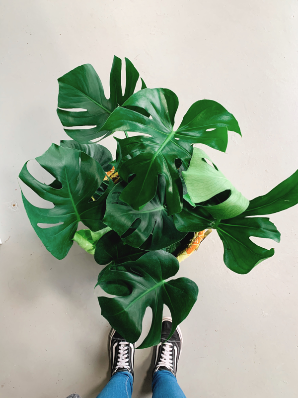Plants | Rooted Plant Co.