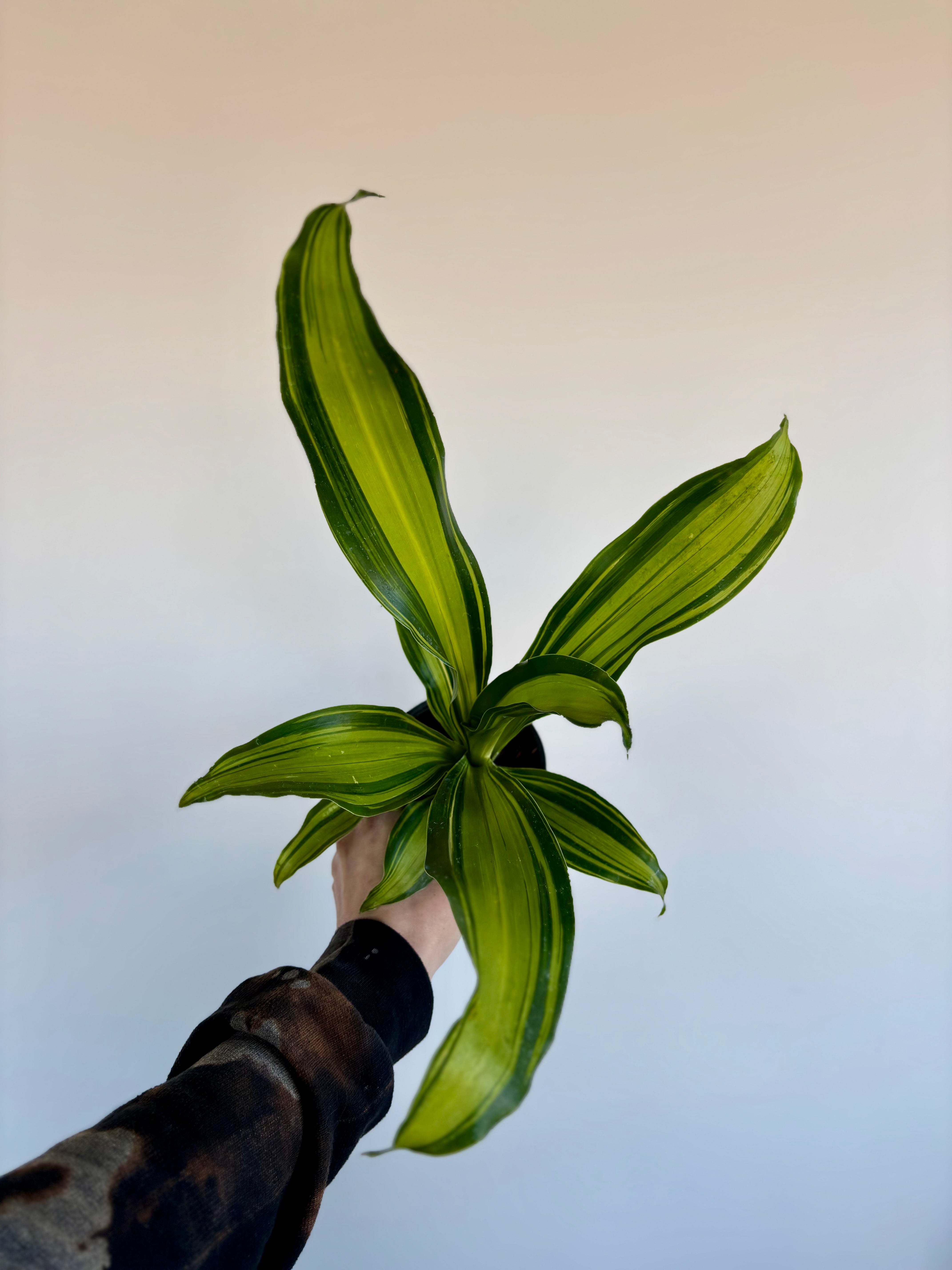 peace lily plant meaning Buy Peace Lily Plant Online in India