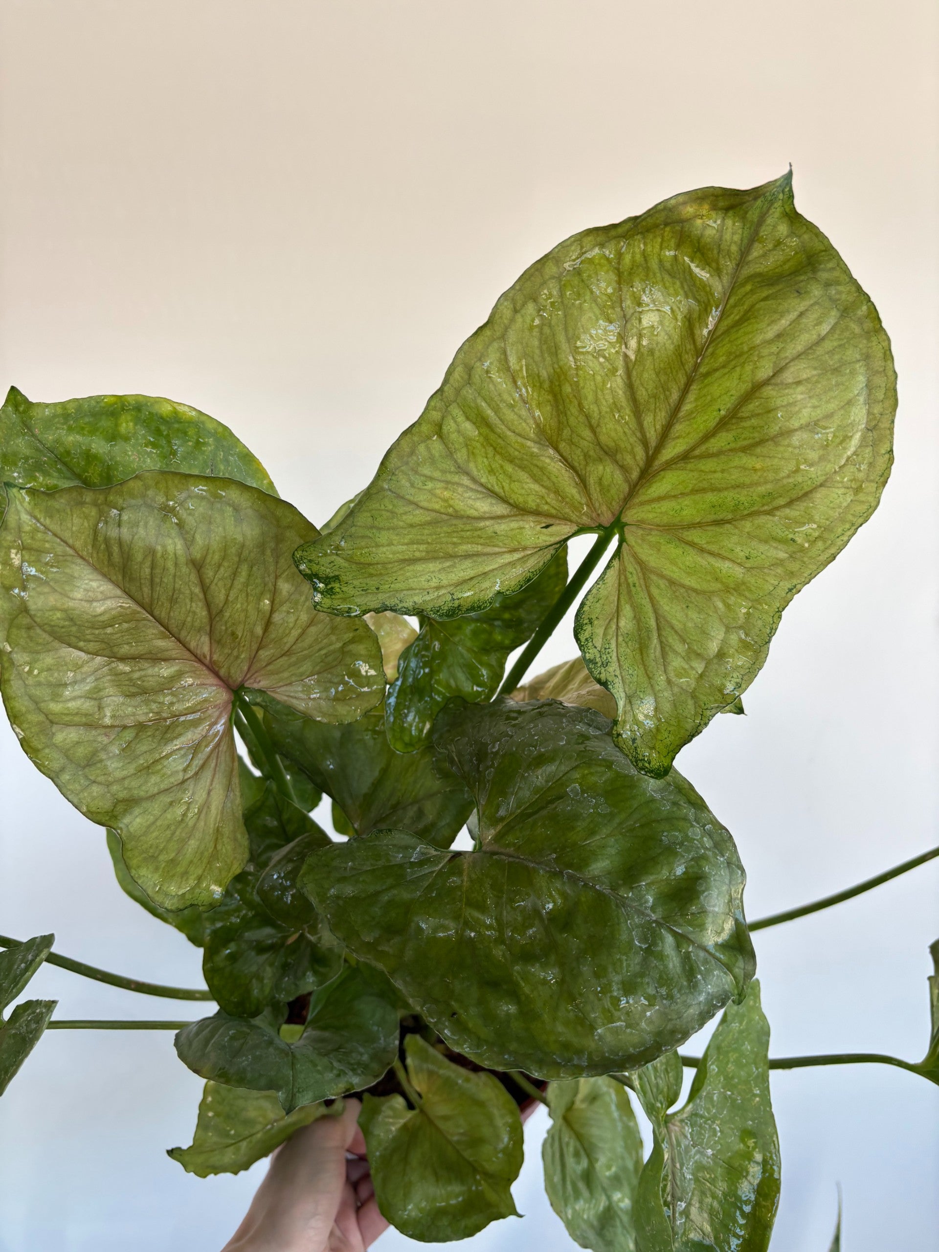 The Rooted Plant Shop Syngonium Mango Allusion
