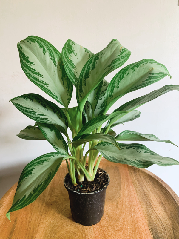 Aglaonema 'Leprechaun' | Rooted Plant Co. Aglaonema 'Leprechaun' | Rooted Plant Co.