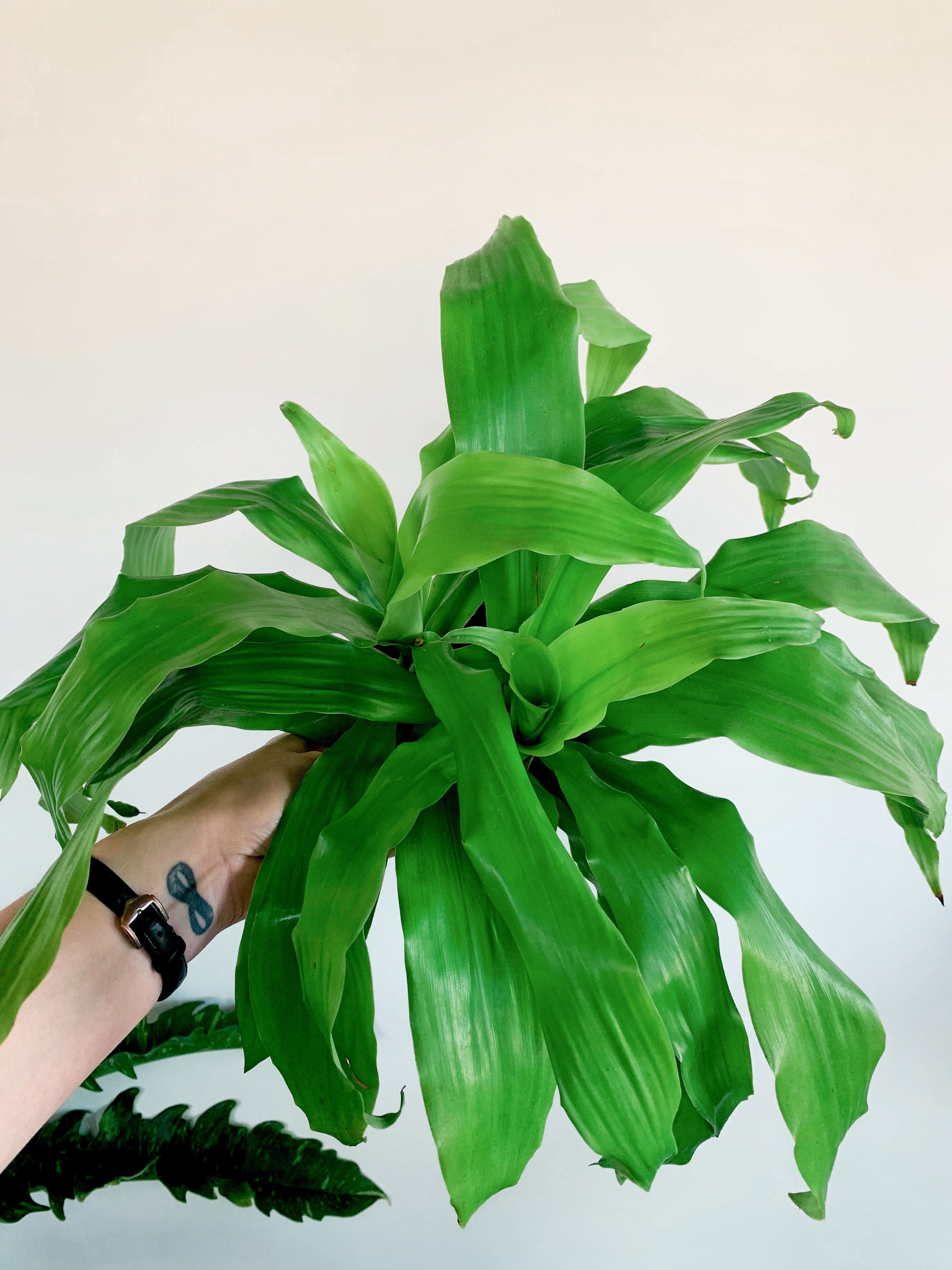 Dracaena fragrans 'Limelight' | Rooted Plant Co.