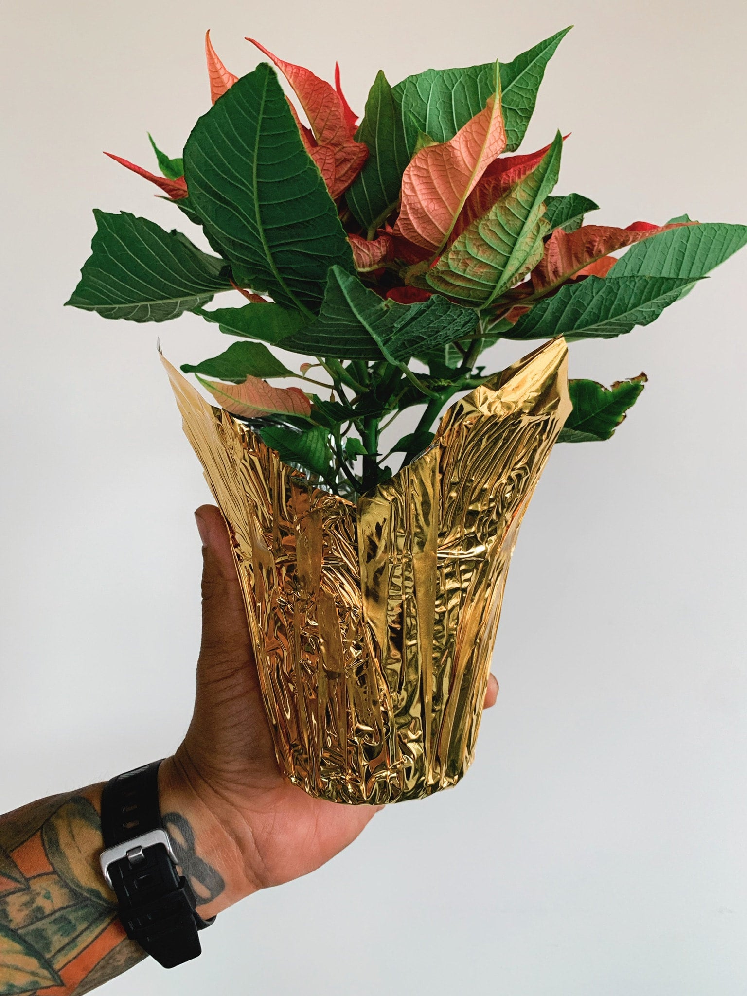 Foil Pot Cover | Rooted Plant Co.
