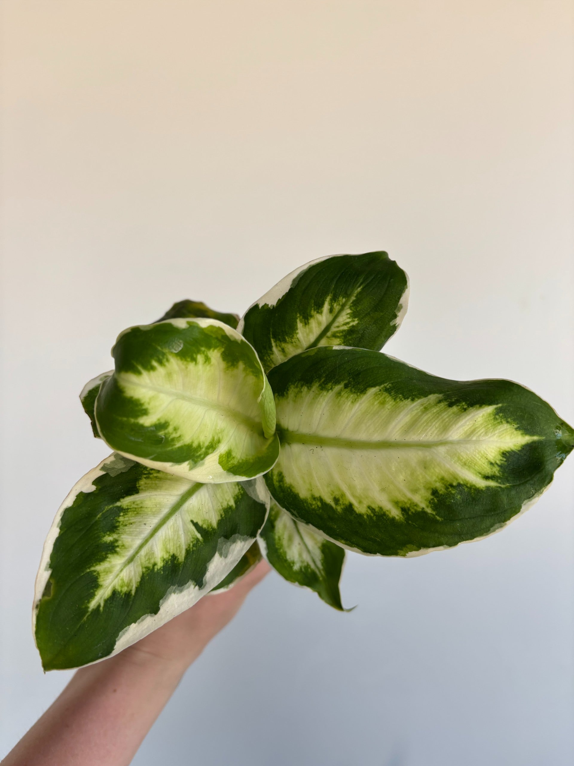 The Rooted Plant Shop Dieffenbachia