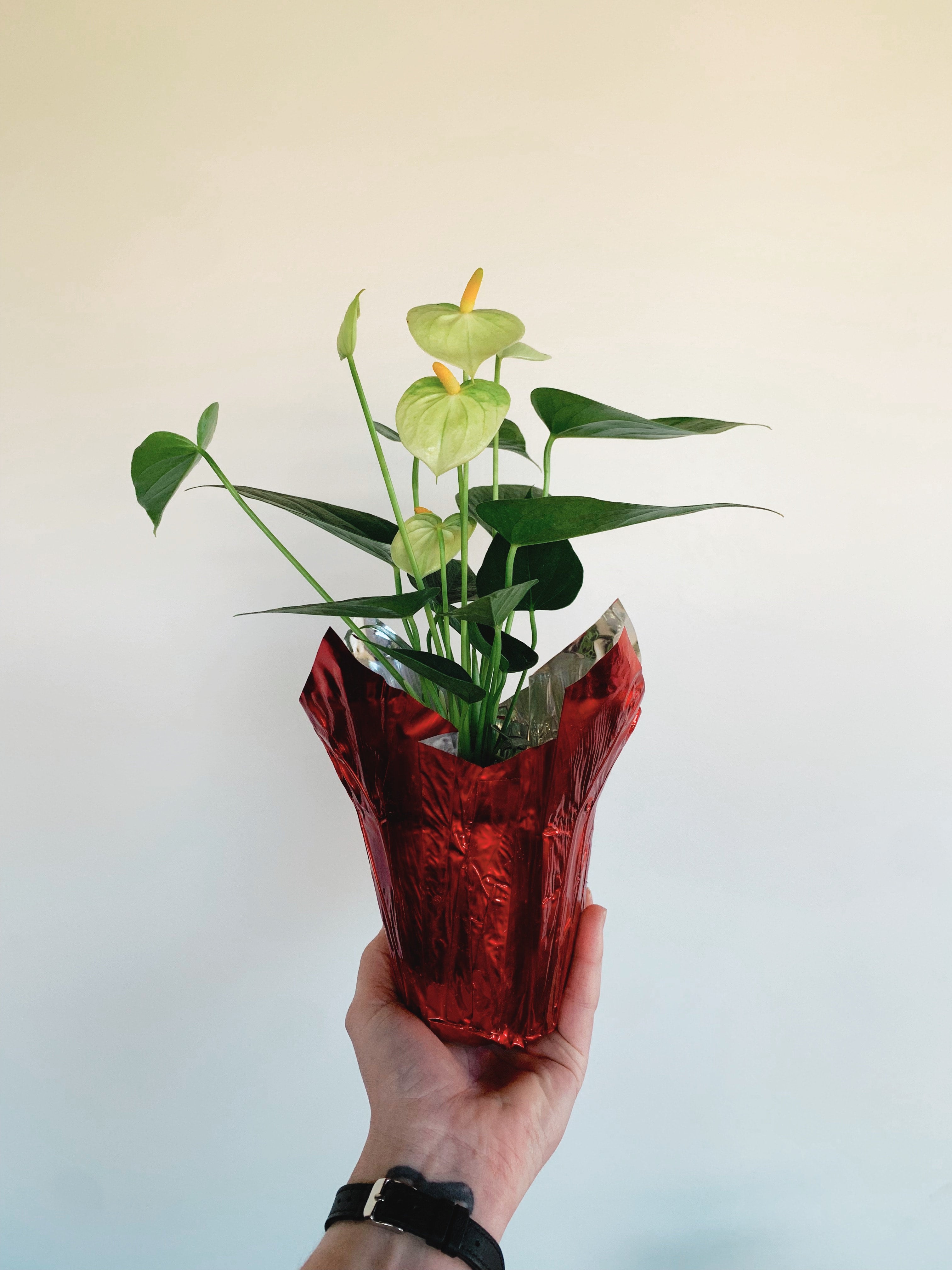 Foil Pot Cover | Rooted Plant Co.