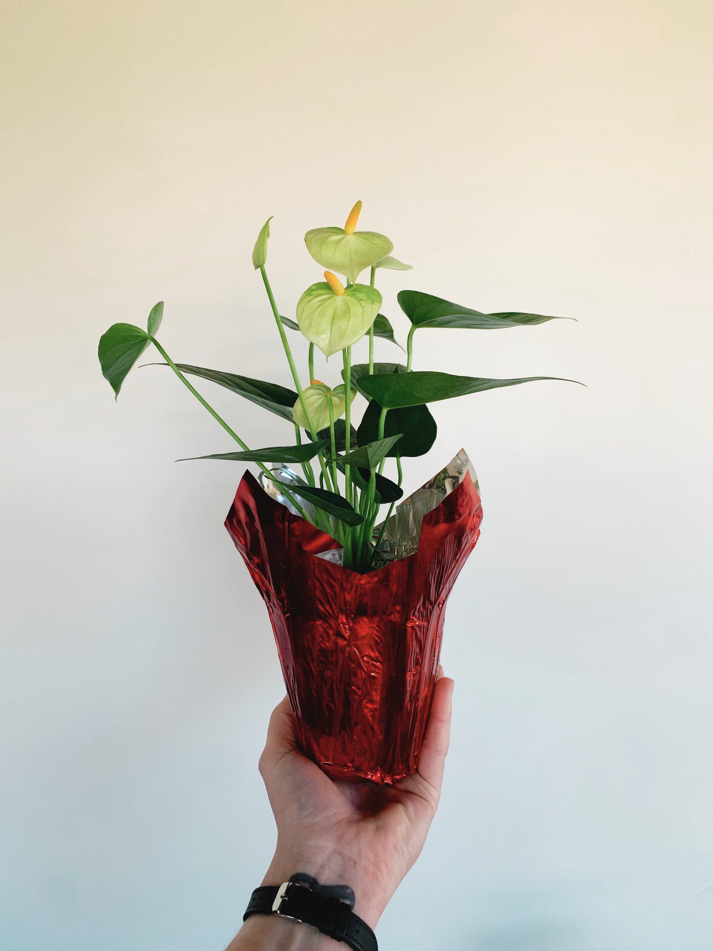Foil Pot Cover | Rooted Plant Co.