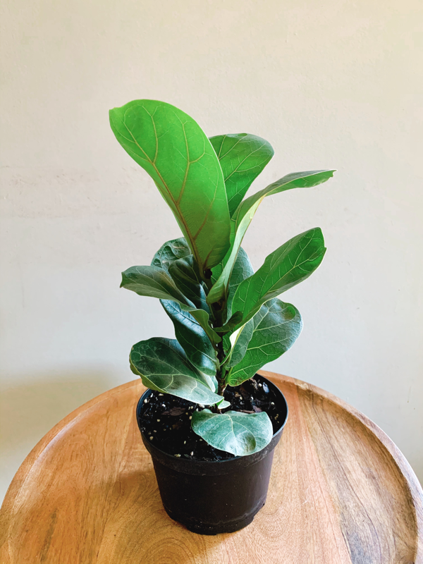 Little Fiddle Ficus Lyrata 'Compacta' - Little Fiddle | Rooted Plant Co.