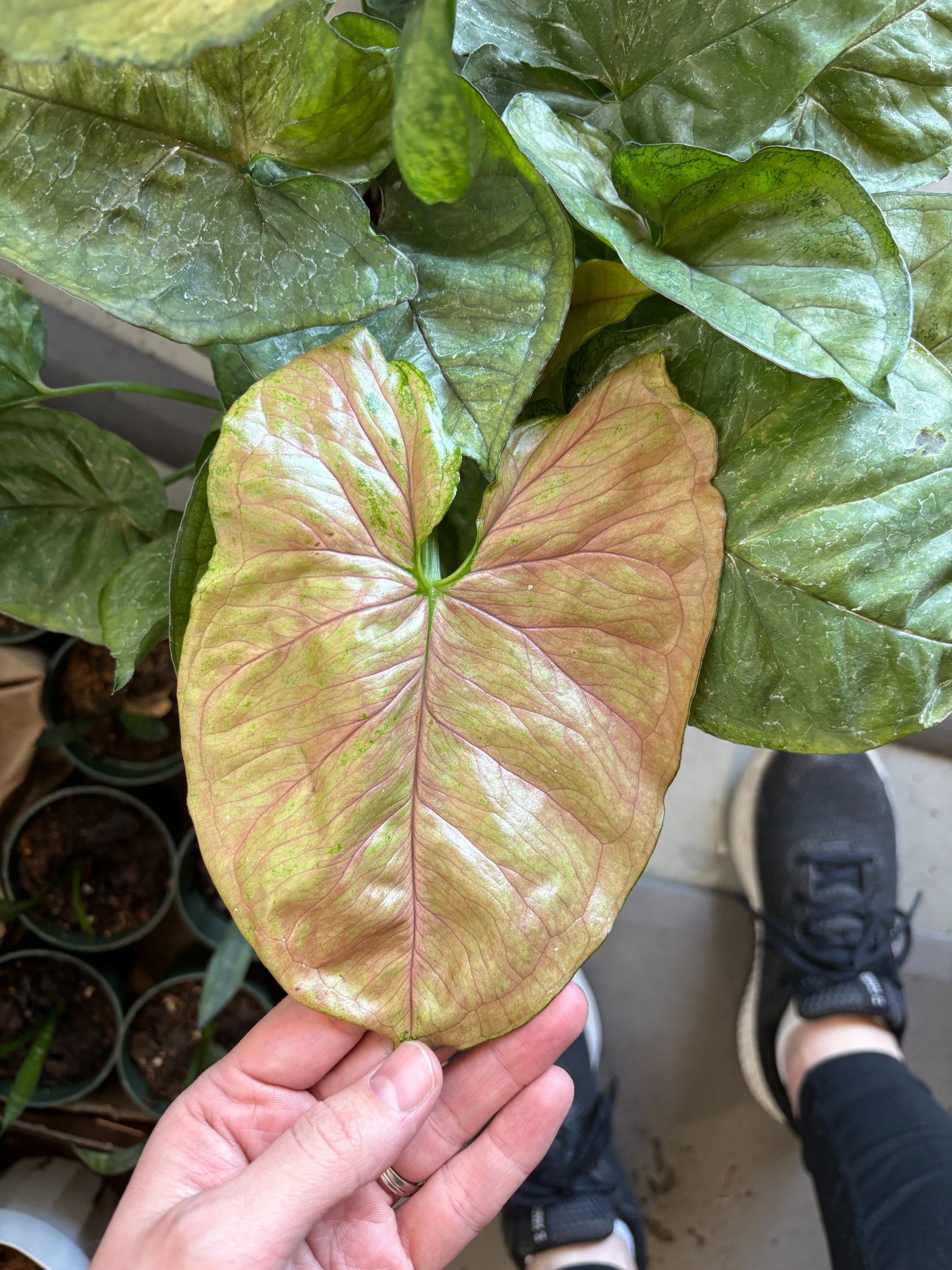 The Rooted Plant Shop Syngonium Mango Allusion - Thumbnail 2