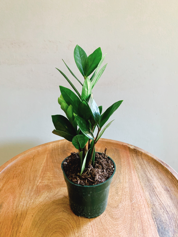 Plants | Rooted Plant Co.