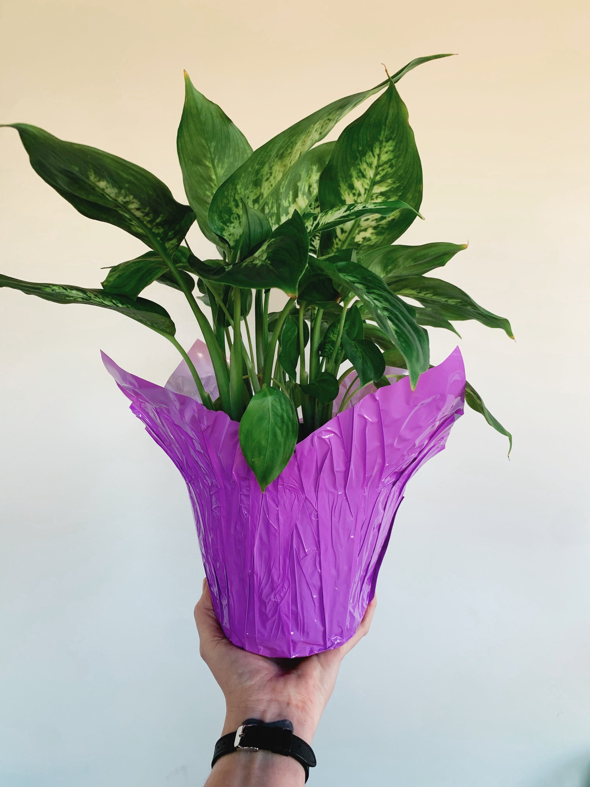 Foil Pot Cover | Rooted Plant Co.
