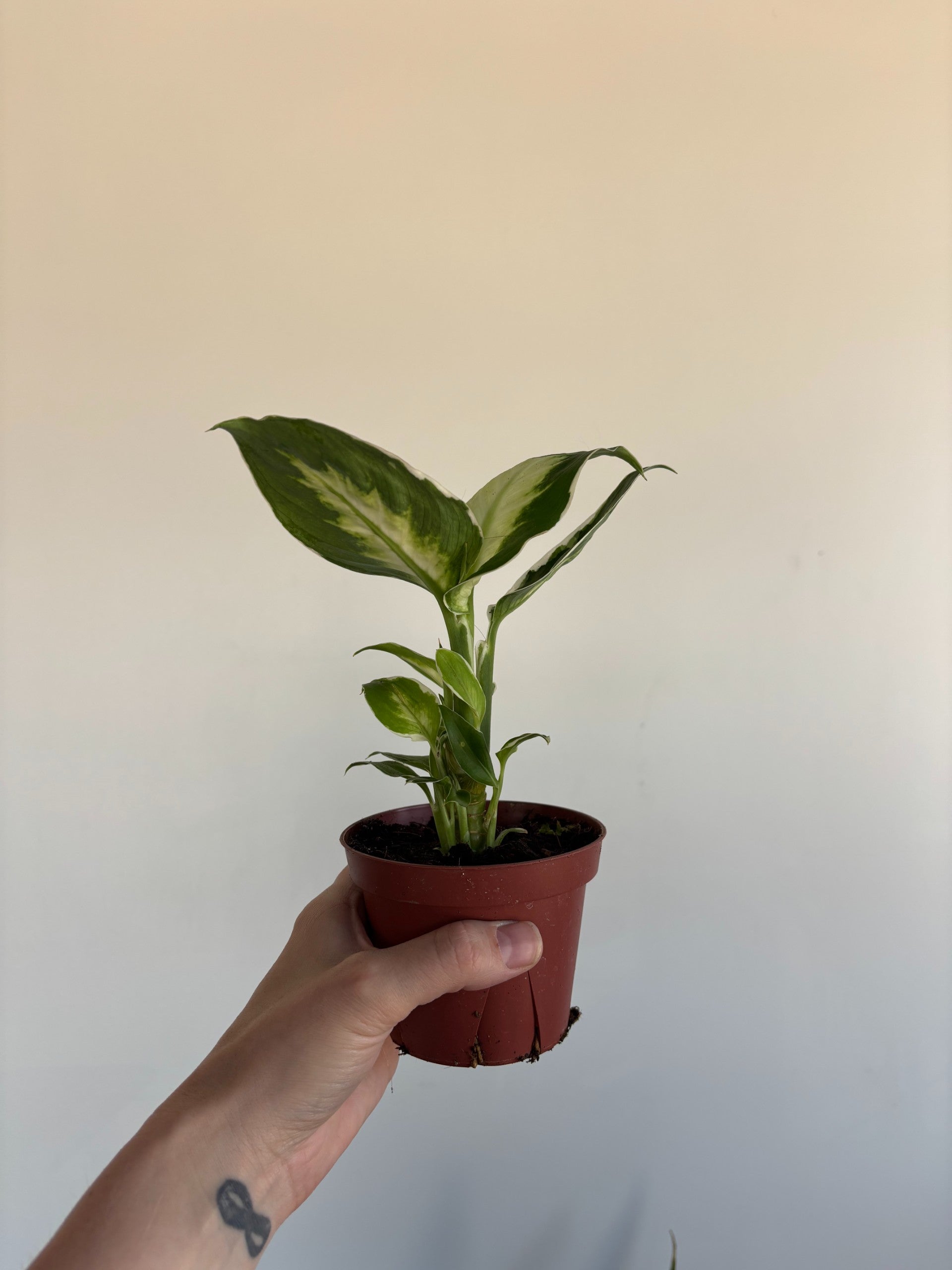 The Rooted Plant Shop Dieffenbachia - Thumbnail 2