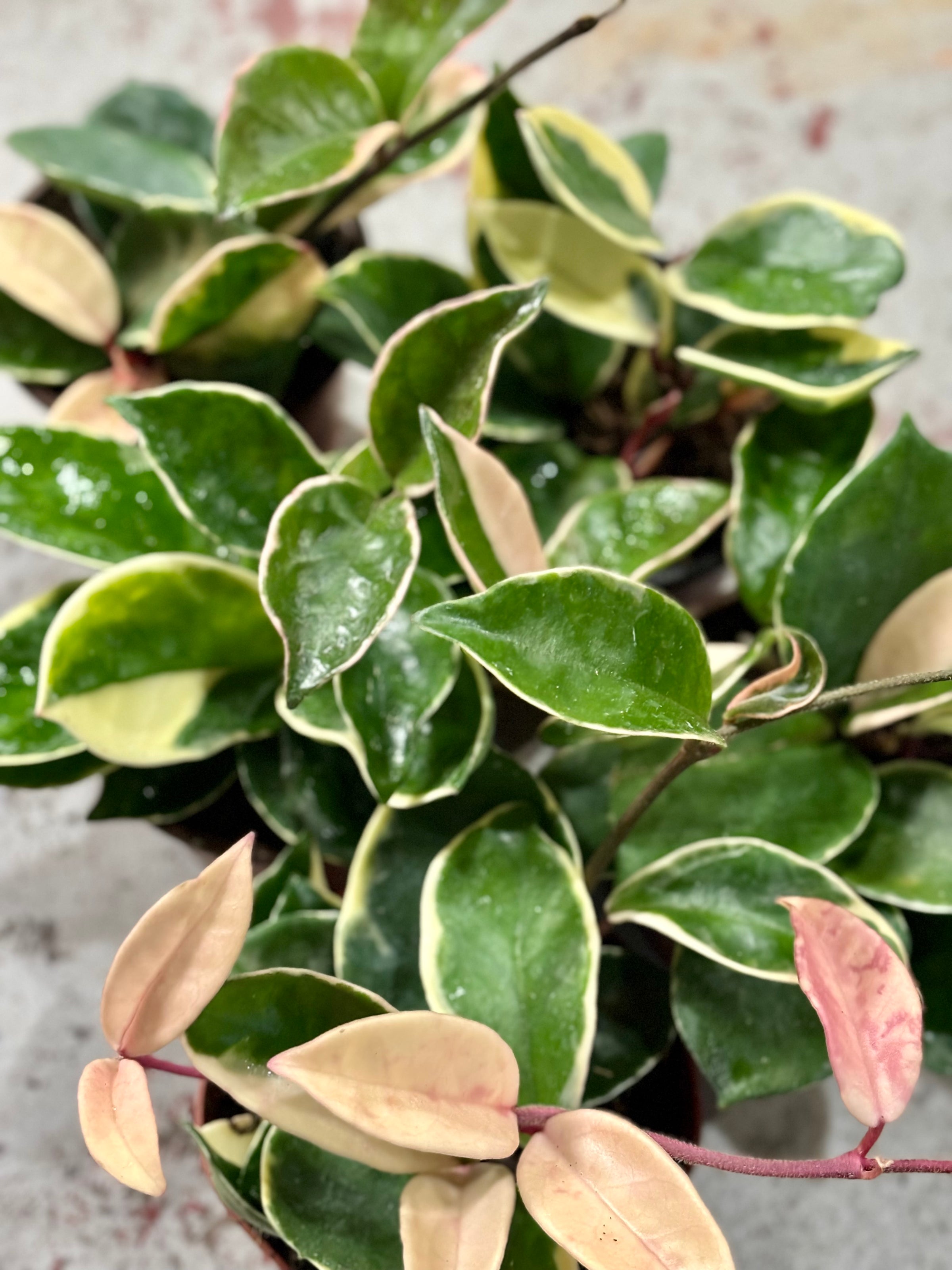 Hoya Carnosa 'Krimson Queen' - Wax Plant | Rooted Plant Co.