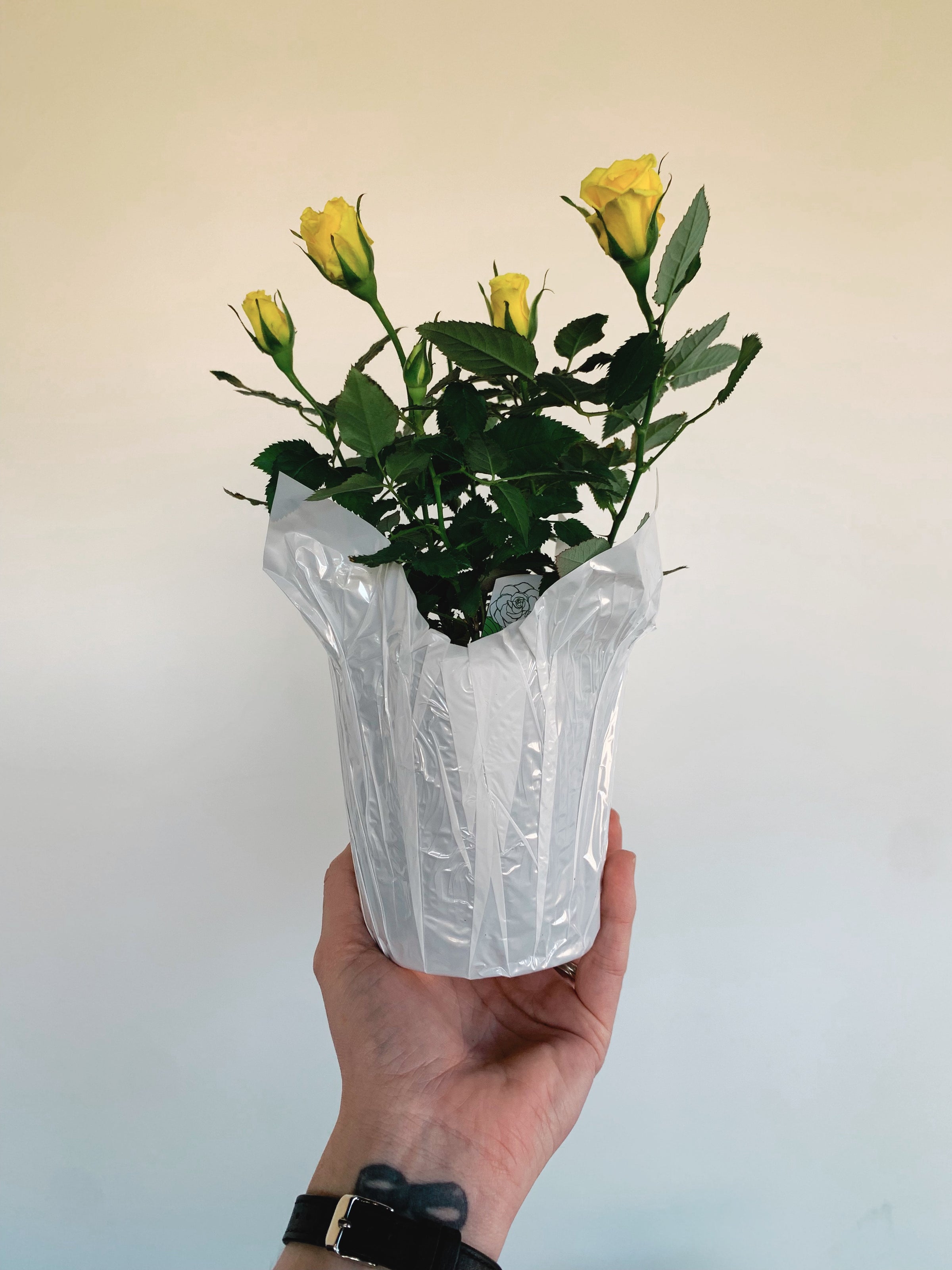 Foil Pot Cover | Rooted Plant Co.