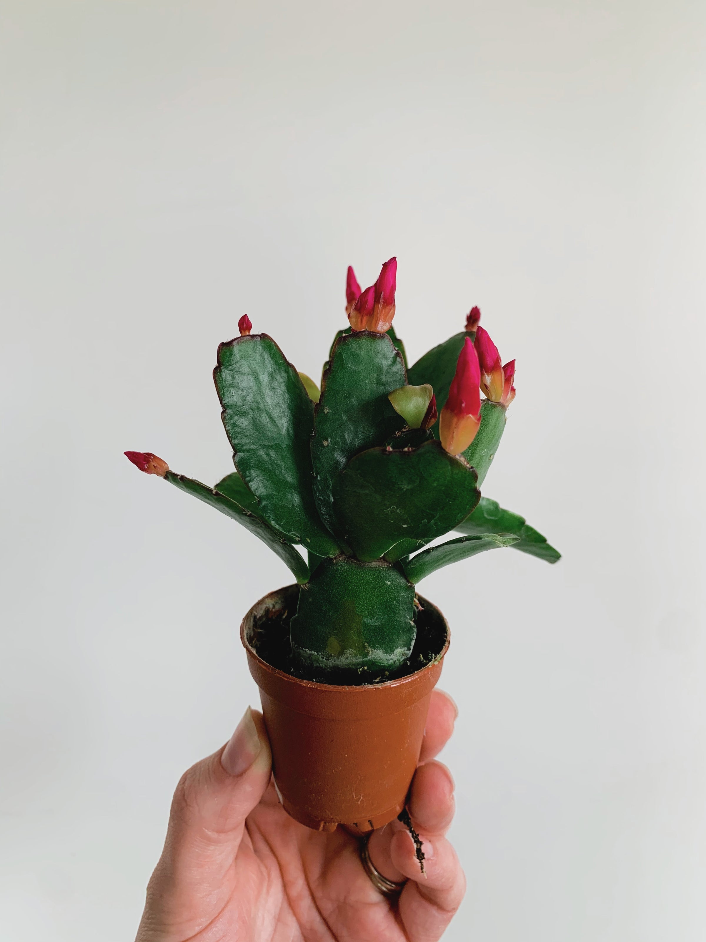 kriechender thymian sen Thymus serpyllum - Kriechender Thymian