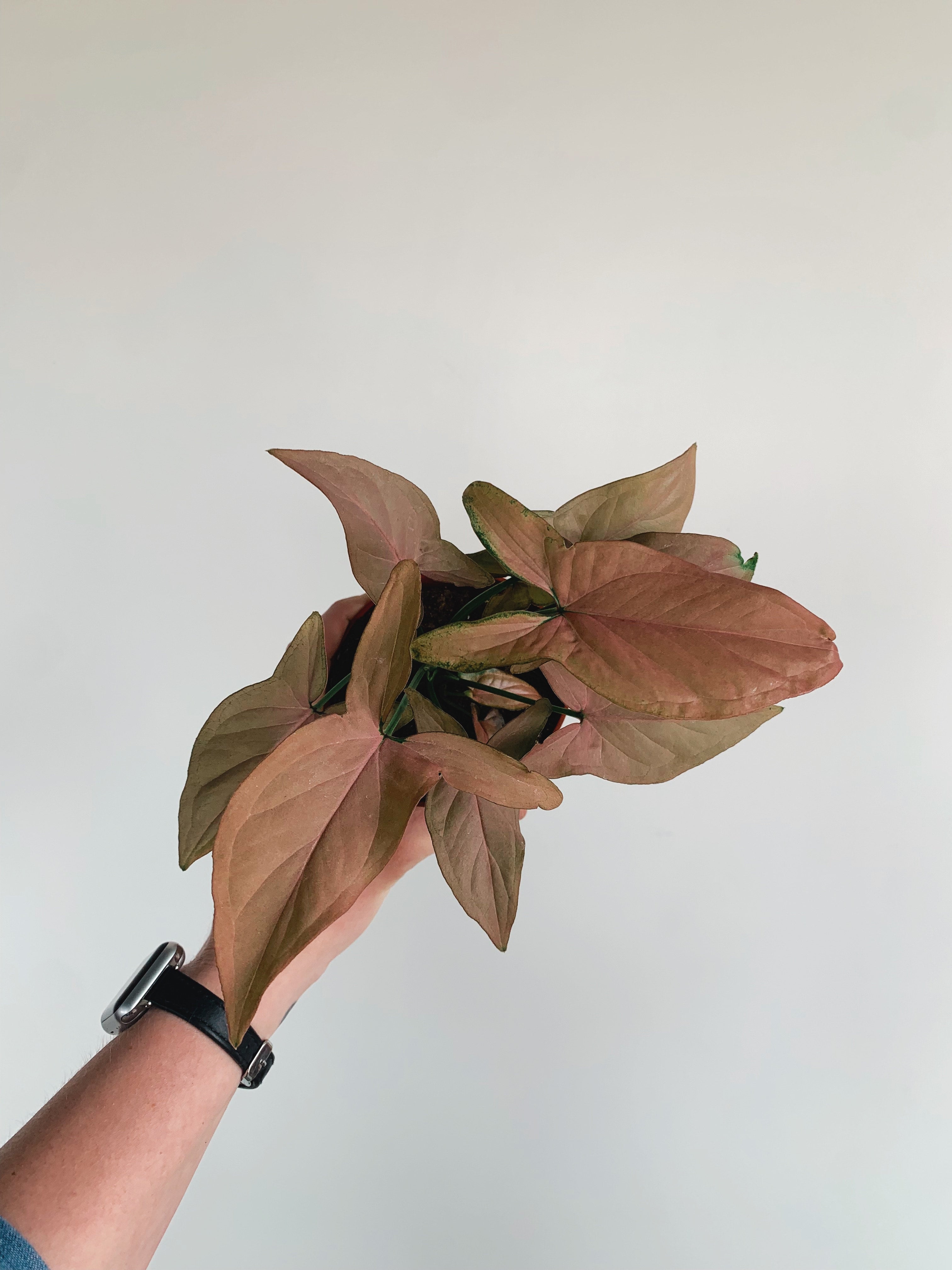 The Rooted Plant Shop Syngonium