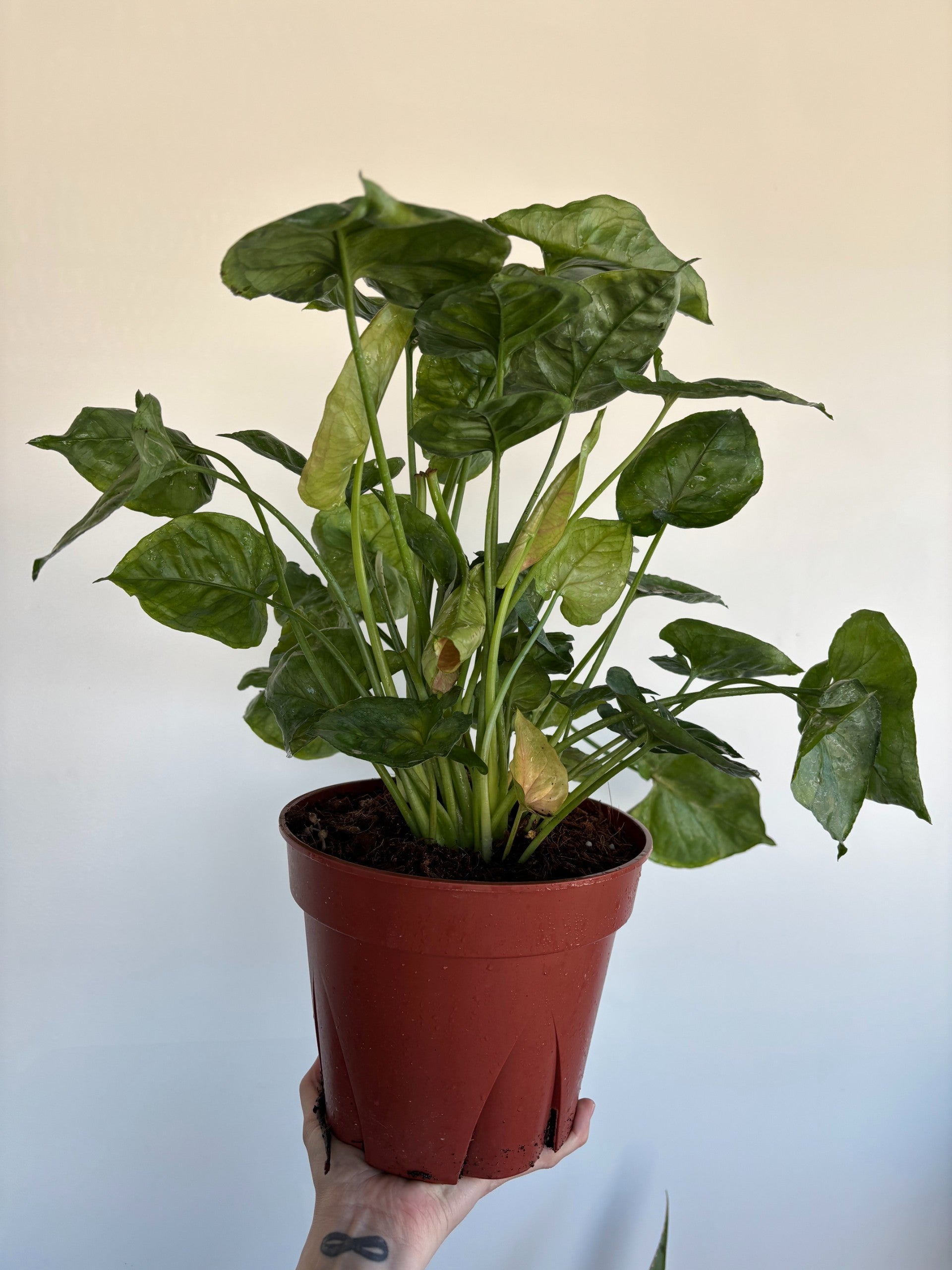 The Rooted Plant Shop Syngonium Mango Allusion - Thumbnail 3