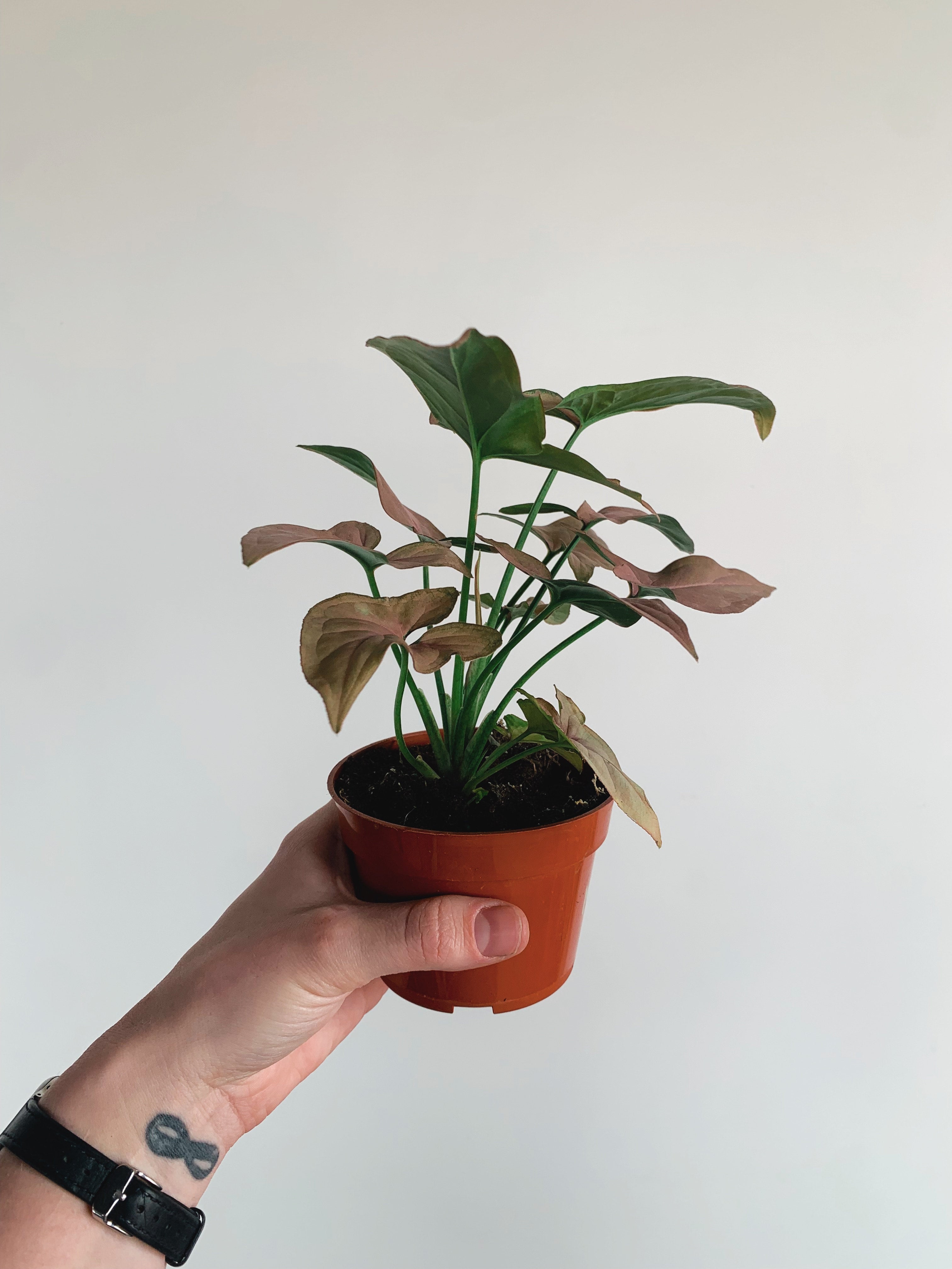 The Rooted Plant Shop Syngonium - Thumbnail 2