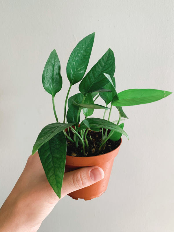 Epipremnum Pinnatum 'Cebu Blue' | Rooted Plant Co.